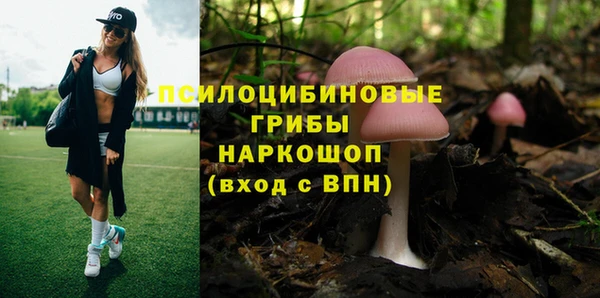 прущие грибы Нефтекумск